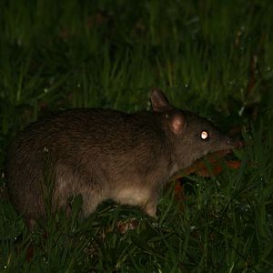 Long-nosed Bandicoot