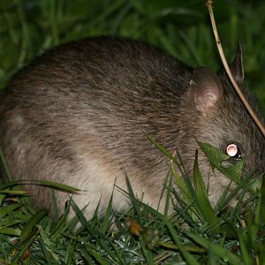 Long-nosed Bandicoot