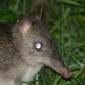 Long-nosed Bandicoot