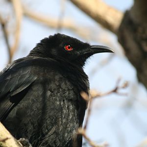 White-winged Chough