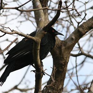 White-winged Chough