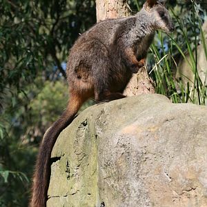 Brushtailed Rock Wallaby