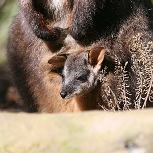 Brushtailed Rock Wallaby pouchyoung