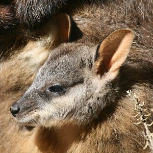 Brushtailed Rock Wallaby pouchyoung