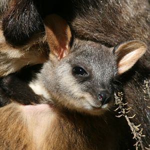 Brushtailed Rock Wallaby pouchyoung