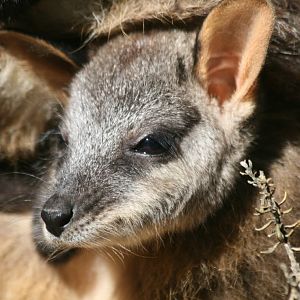 Brushtailed Rock Wallaby pouchyoung