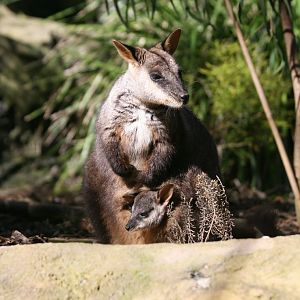 Brushtailed Rock Wallaby with pouchyoung