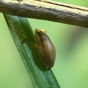 Eastern Dwarf Tree Frog