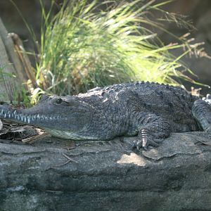 Freshwater Crocodile