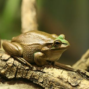 Green and Golden Bell frog