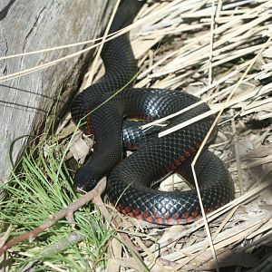 Red-bellied Black Snake