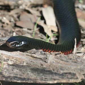 Red-bellied Black Snake