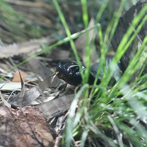 Red-bellied Black Snake