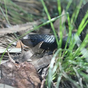 Red-bellied Black Snake