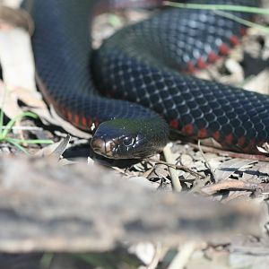 Red-bellied Black Snake