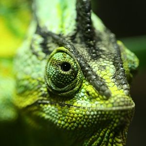 Veiled Chameleon