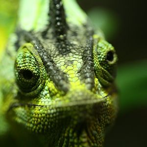 Veiled Chameleon