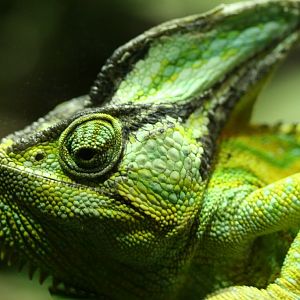 Veiled Chameleon
