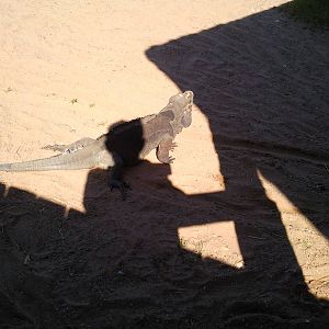 rhinoceros iguana in tops tuvy tortoise enclosure