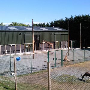 blesbok and giraffe enclosure