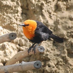 Scarlet-headed blackbird