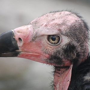 Red Headed Vulture