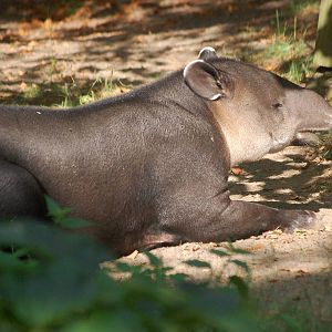 Bairds Tapir