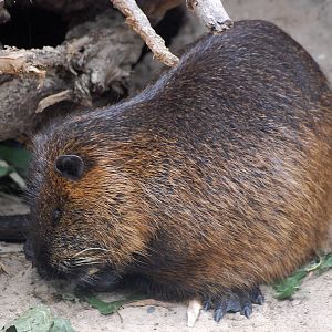 Coypu