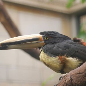 Aracari