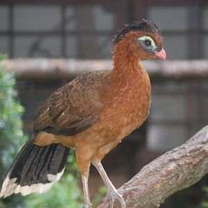 Nocturnal curassow