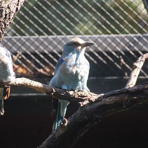 European Roller