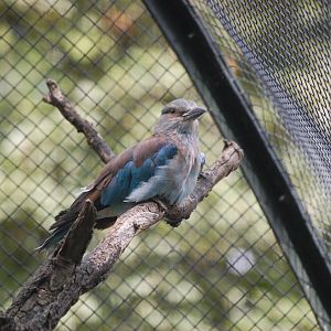 European Roller