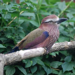 Purple Roller