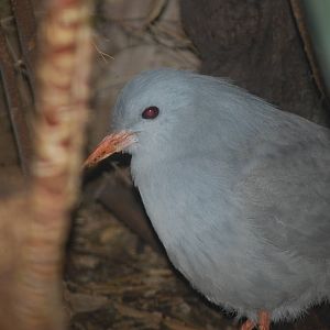 Kagu