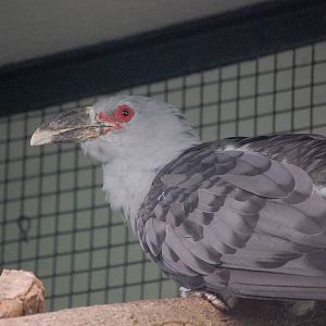 Channel Billed Cuckoo