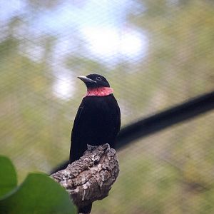 Purple-throated fruitcrow