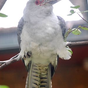 Channel Billed Cuckoo