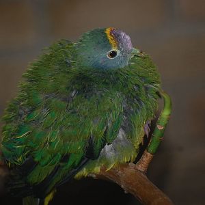 Coroneted Fruit-Dove