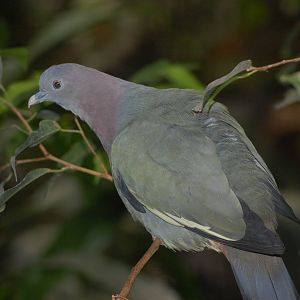 Pink-necked Green-pigeon