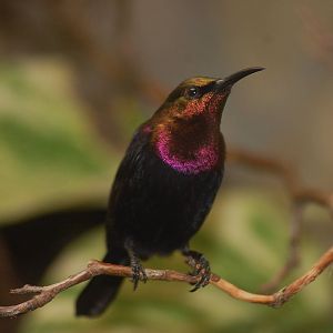 Copper SunBird