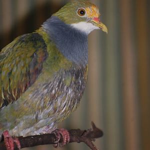 Orange-fronted fruit-dove