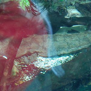 Chines Giant Salamanar
