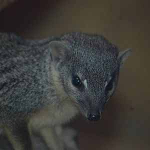 Narrow-striped mongoose