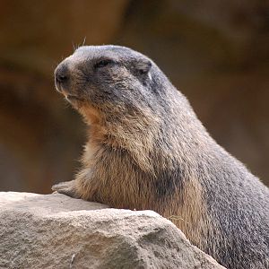 Alps marmot