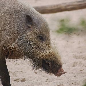 Bornean bearded pig