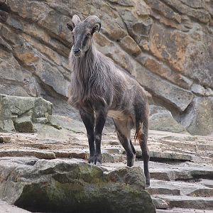 Himalayan tahr
