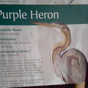 New Purple Heron Sign