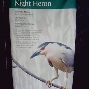 New Black Crowned Night Heron Sign