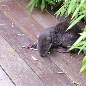 Smooth-coated Otter at the RSCC, 31/07/10