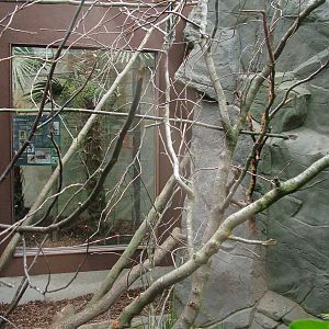 Giant Squirrel Exhibit at the RSCC, 31/07/10